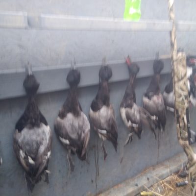Multiple birds after Jim and Frosty's duck hunt!